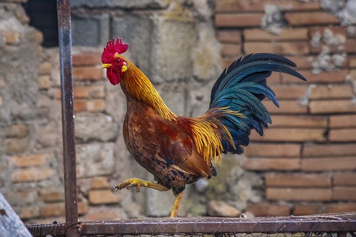 rooster-5544252__480