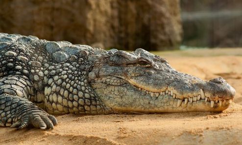 nile-crocodile-245013__480