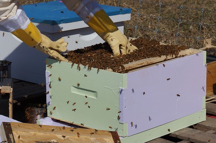 beekeeping-1537156__480