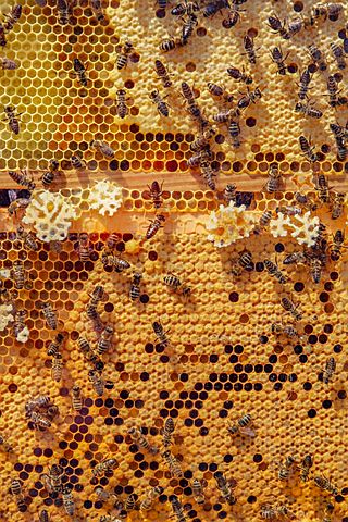 bees-4126065__480