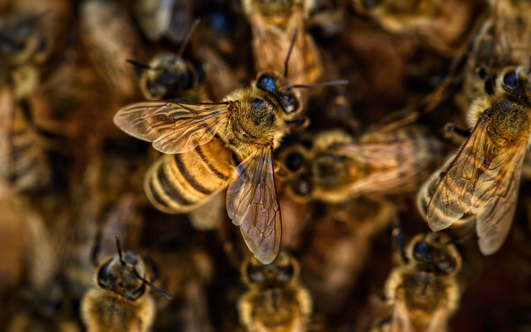 bees-4845211__480