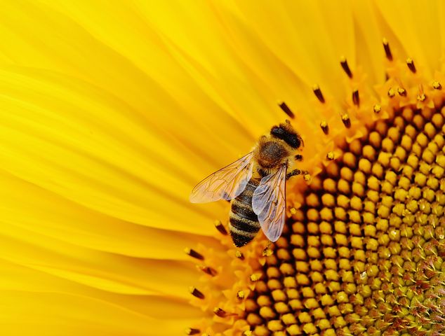 sunflower-1643794__480