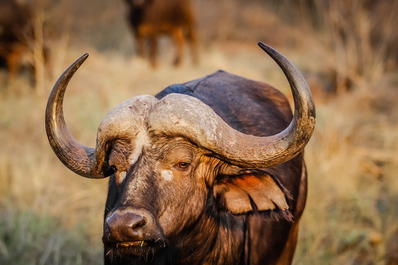 african-buffalo-1285217_1280