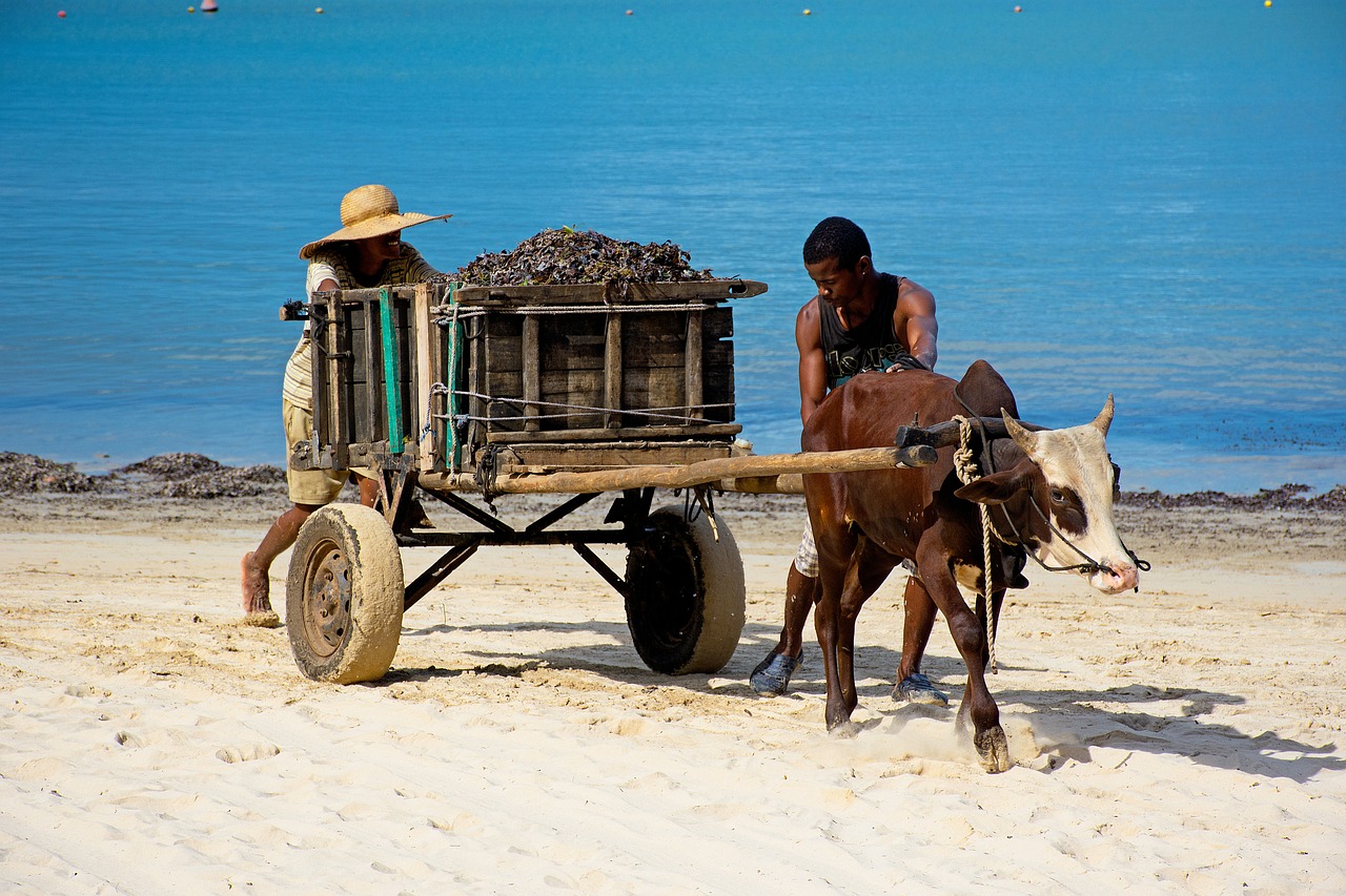 animals-4606461_1280