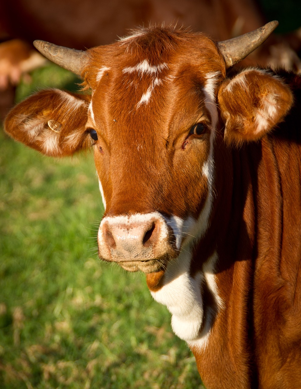 cow-425164_1280