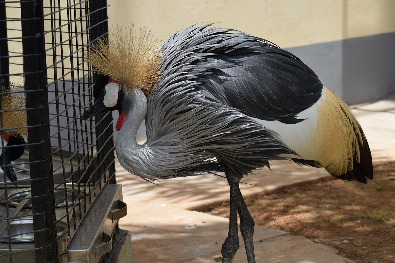 gray-crowned-crane-5896928_1280